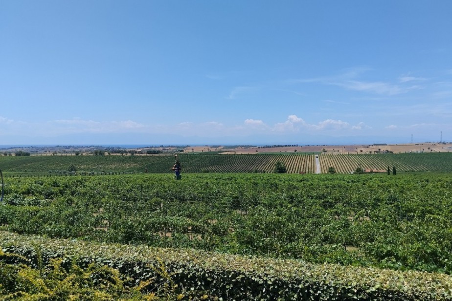 Против торгового соглашения с Южной Америкой выступили профсоюзы фермеров стран Евросоюза